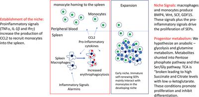 Metabolic regulation of stress erythropoiesis, outstanding questions, and possible paradigms